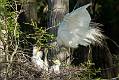 Kirms Photography Great Egret-10